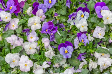 Arka plan sarı Menekşe yetiştirme Hollandalı bir sera içinde