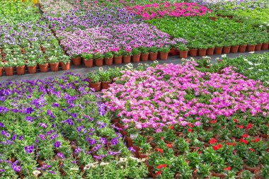 Renkli Begonya ve menekşe çiçek ekimi ile Hollandalı glasshouse