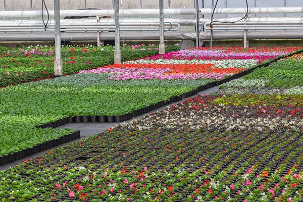 Dutch glasshouse with cultivation of colorful begonia and violet flowers — Stock Photo, Image