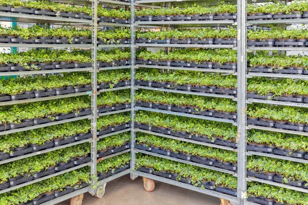 Greenhouse with storage of flower bed plants in racking system — Stock Photo, Image