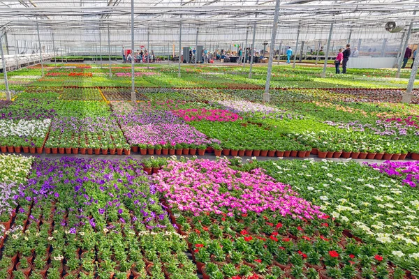 Visitantes en invernadero para el cultivo de plantas ornamentales —  Fotos de Stock
