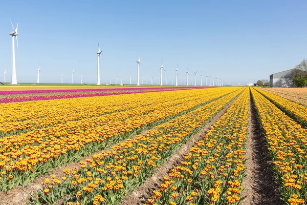 Terres agricoles néerlandaises avec champ de tulipes jaunes et grandes éoliennes — Photo