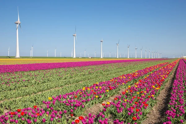 Terras agrícolas holandesas com campo de tulipas roxas e grandes turbinas eólicas — Fotografia de Stock