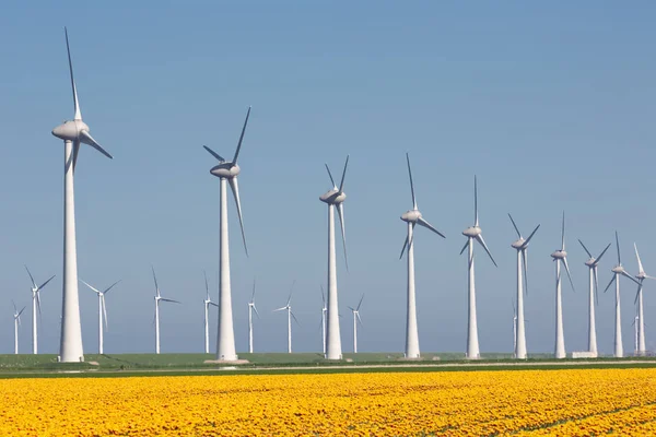 Granja holandesa con campo de tulipanes amarillo y grandes aerogeneradores — Foto de Stock