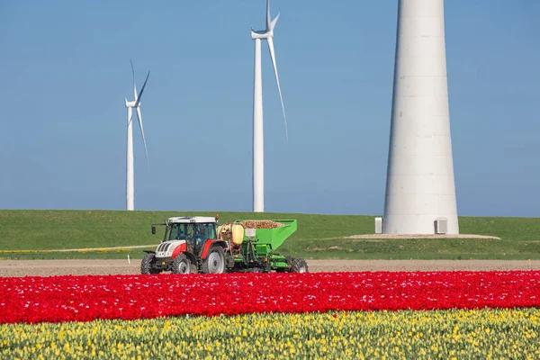 Terras agrícolas com trator plantando batatas entre campos de tulipas e turbinas eólicas — Fotografia de Stock