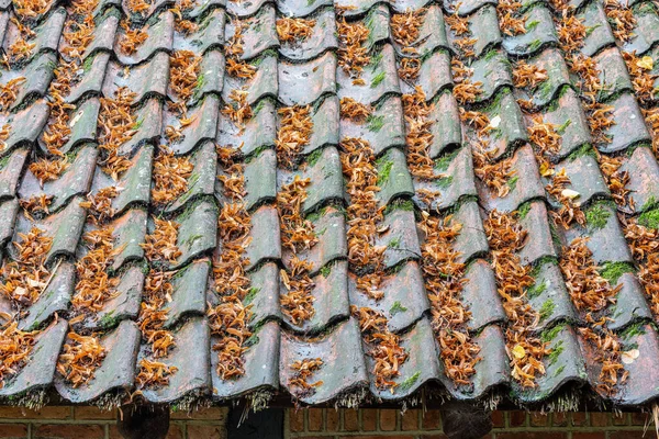 Old farmhouse with roof tiles covered by fallen leaves — Stock Photo, Image