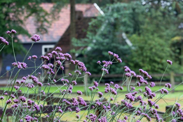 荷兰古老农舍附近的紫色花朵和棚屋 — 图库照片