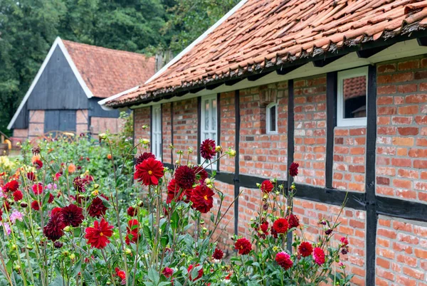 Oude Hollandse boerderij en schuur omringd door dahlia bloemen — Stockfoto