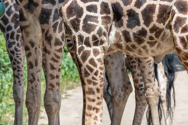 Budapeşte hayvanat bahçesinde zürafa bacakları, Macaristan — Stok fotoğraf