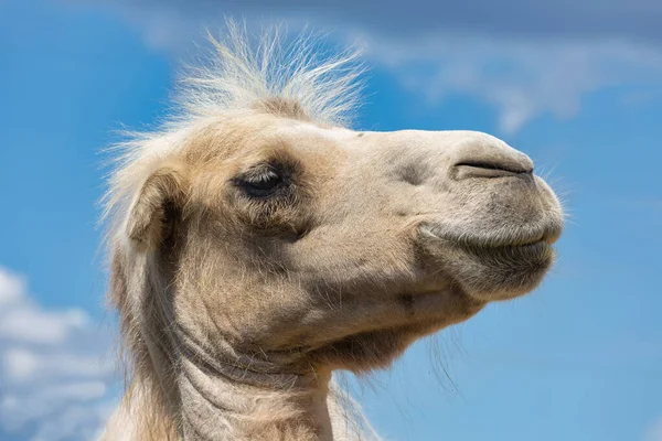 Cabeza de camello contra el cielo nublado en el zoológico de Budapest, Hungría — Foto de Stock