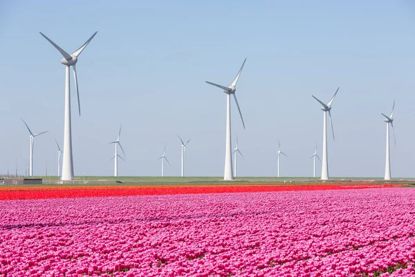 Campos de tulipas roxas e vermelhas com turbinas eólicas nos Países Baixos — Fotografia de Stock