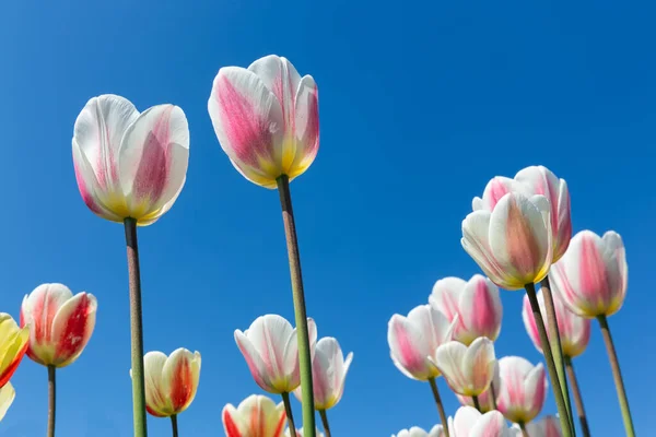 Krásné bílé a růžové tulipány vzhlížející k obloze — Stock fotografie
