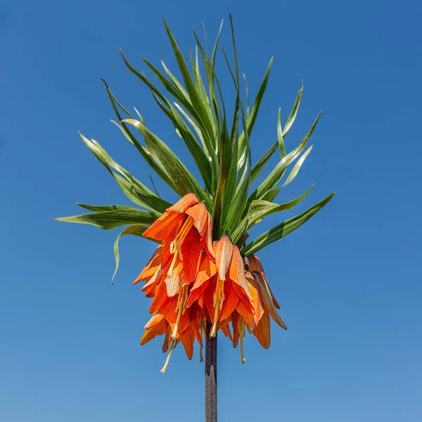 Heer Kroon Keizerlijke of Fritillaria imperialis tegen de blauwe lucht — Stockfoto