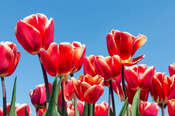 Krásné červené tulipány vzhlížející k obloze — Stock fotografie