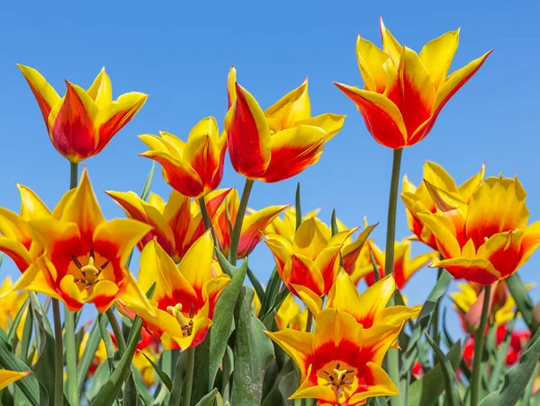 Hermoso rojo con tulipanes amarillos mirando hacia arriba al cielo —  Fotos de Stock