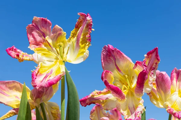 Hermosos tulipanes morados y amarillos mirando hacia el cielo —  Fotos de Stock