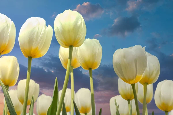 Sunset view white and pink tulips looking to the sky — Stock Photo, Image