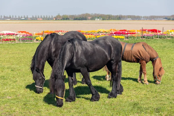 Tres caballos con manta pastando cerca de colorido jardín de tulipanes holandés —  Fotos de Stock