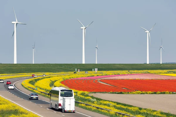 Holenderska autostrada w pobliżu Lelystad wzdłuż kolorowych pól tulipanowych i turbin wiatrowych — Zdjęcie stockowe