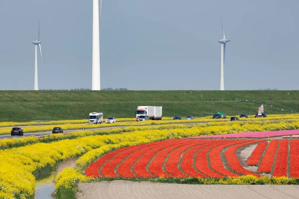 Holländska motorvägen nära Lelystad längs färgglada tulpanfält och vindkraftverk — Stockfoto