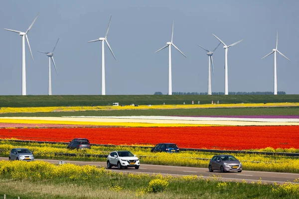 Auto-estrada holandesa perto de Lelystad ao longo de campos de tulipas coloridos e turbinas eólicas — Fotografia de Stock