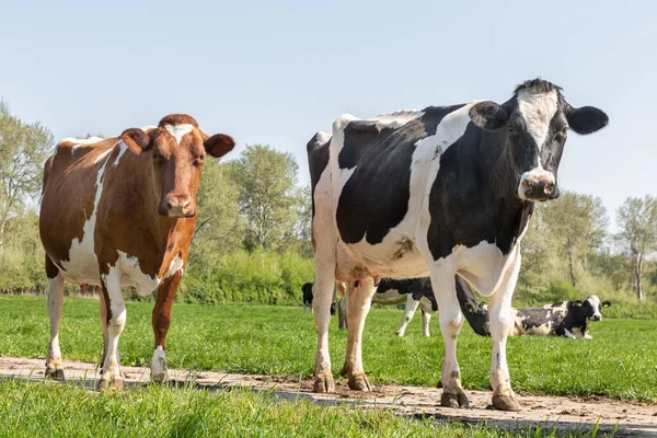 Wiosna z czarnymi i brązowymi krowami wypasanymi na holenderskich pastwiskach — Zdjęcie stockowe