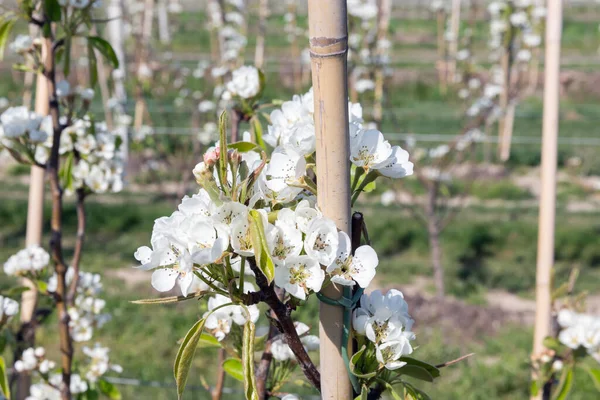 Appelboomgaard in de lente met mooie witte bloesem — Stockfoto