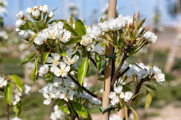 Appelboomgaard in de lente met mooie witte bloesem — Stockfoto