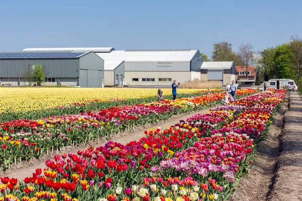 Personas visitando un jardín de exhibición con tulipanes coloridos — Foto de Stock