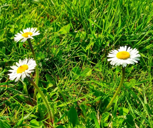 Daisy blommor på ängen — Stockfoto