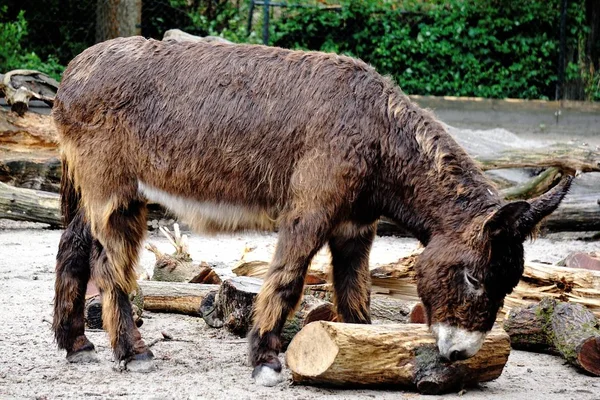 Poitou burro jugando con el registro —  Fotos de Stock