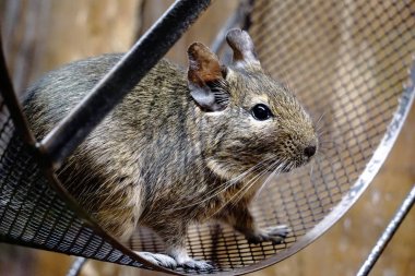 Tekerlek içinde oturan Degu