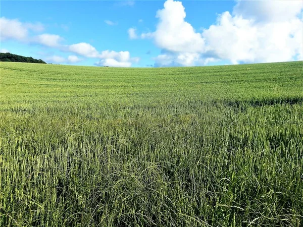 Fields on Ruegen in summer — Stock Photo, Image