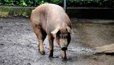 Duroc domuz yürüyüş