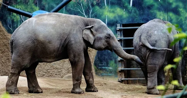 Jovem elefantes asiáticos no zoológico — Fotografia de Stock