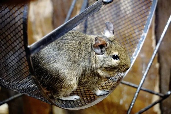 Bu tekerlek degu