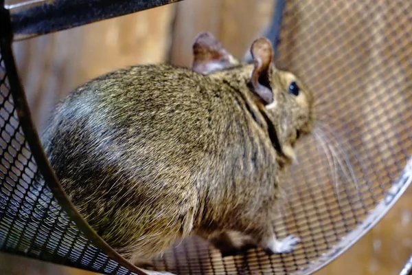 Bu tekerlek içinde çalışan Degu