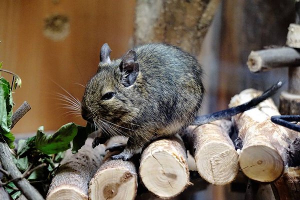 Caged Degu eating leafs — Stock Photo, Image