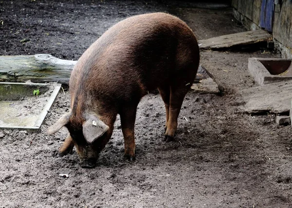 Excavación de cerdos Duroc —  Fotos de Stock
