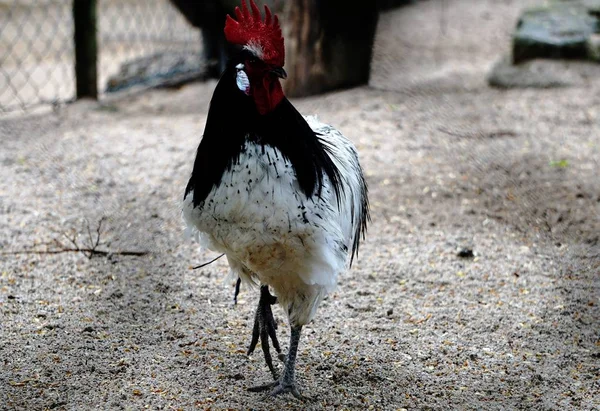 Lakenvelder polla caminando —  Fotos de Stock