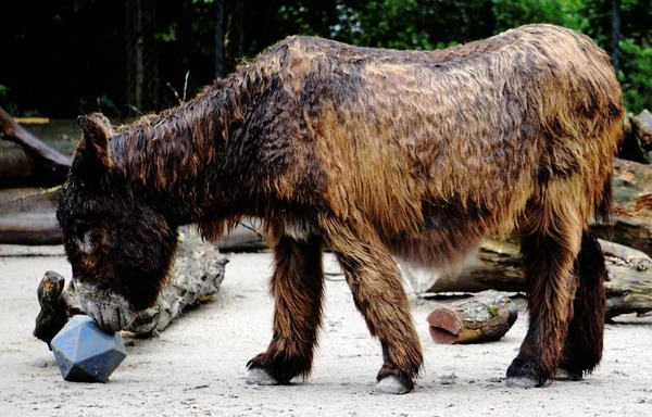 Burro Poitou jugando con una pelota —  Fotos de Stock