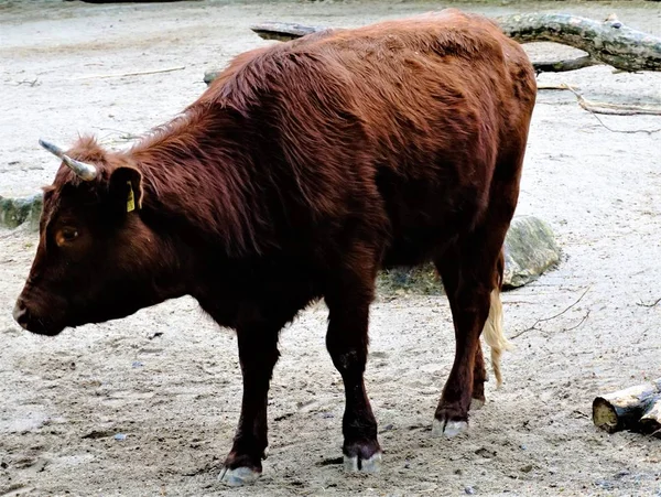 German red highland cow standing