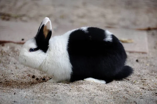 Маленький карликовый кролик с голубыми глазами — стоковое фото