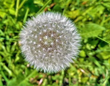 Beyaz Karahindiba çiçeği yakın