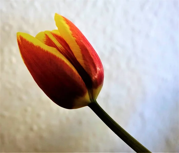 Single tulip flower blossom close up — Stock Photo, Image