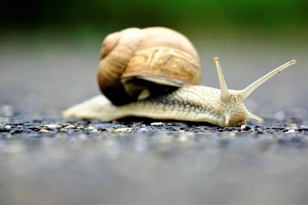 Zijaanzicht van van europaean wijngaard slak — Stockfoto