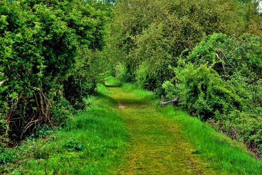İki göl arasında çok yeşil bir yol