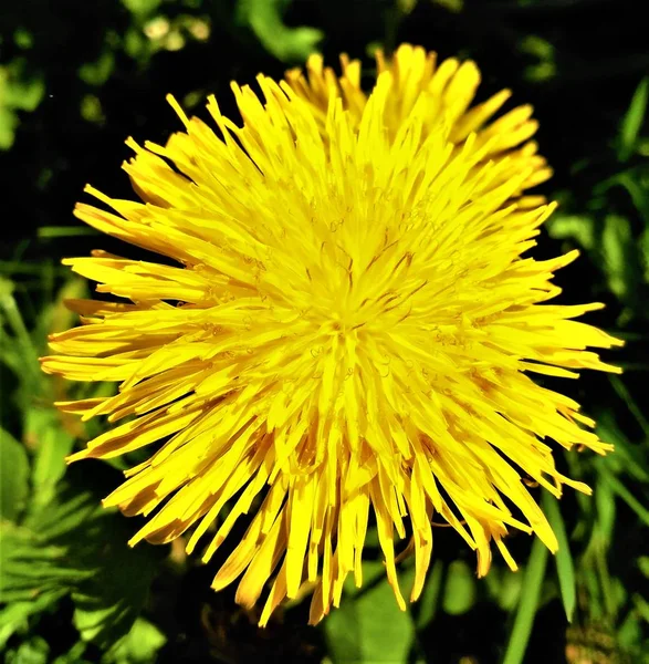 Fechar de uma flor de dente-de-leão amarela — Fotografia de Stock