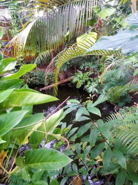 Amsterdam botanik bahçe ormanda
