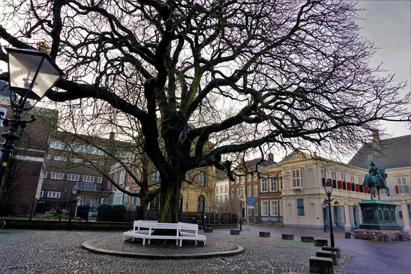 Baum und Bank vor dem Königspalast Den Haag — Stockfoto